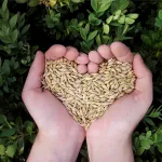 Dottore Agronomo: chi è, cosa fa, cosa studia e quanto guadagna