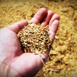 Come diventare Perito Agrario: abilitazione, specializzazione e formazione continua
